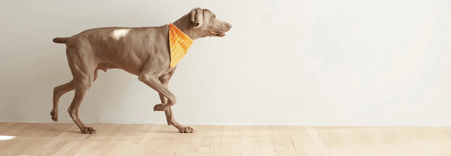 Premium Pet Products for Happy, Healthy Pets!